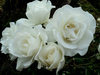 witte roos 1