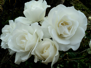 White rose 1