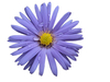 paarse bloem 1