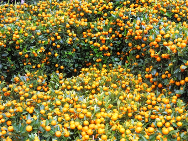 Orange plants
