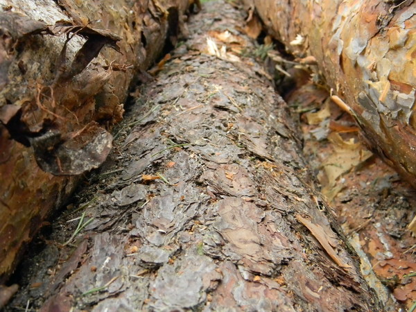 Wood pile 4