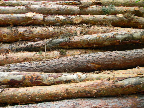 Wood pile 2