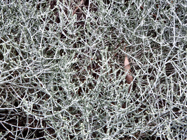 bush shrubbery foliage9