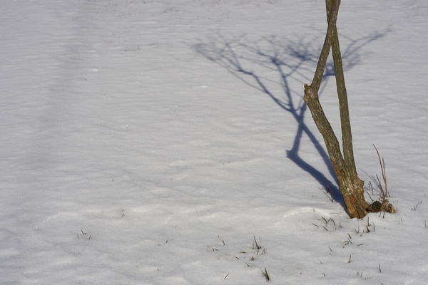 Small tree in snow