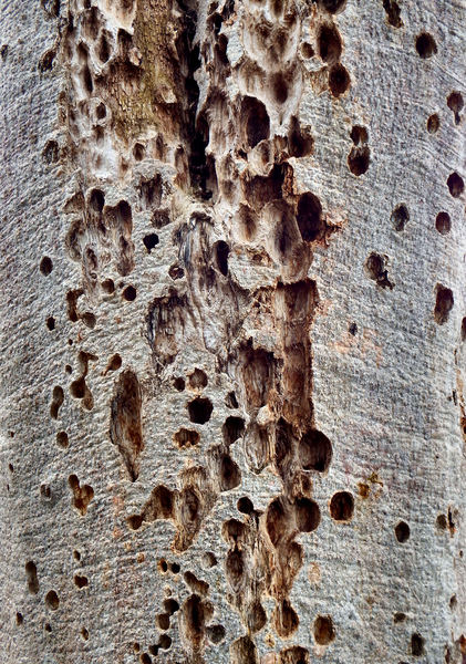 pitted boab bark1