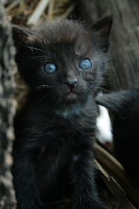 black kitty 1