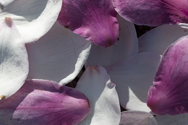 Magnolia petals texture