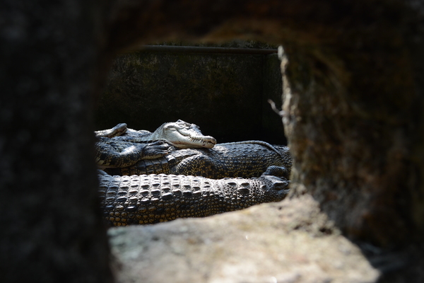 crocodile in a private zoo