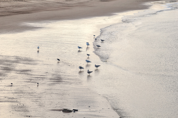 Seagulls at the sea