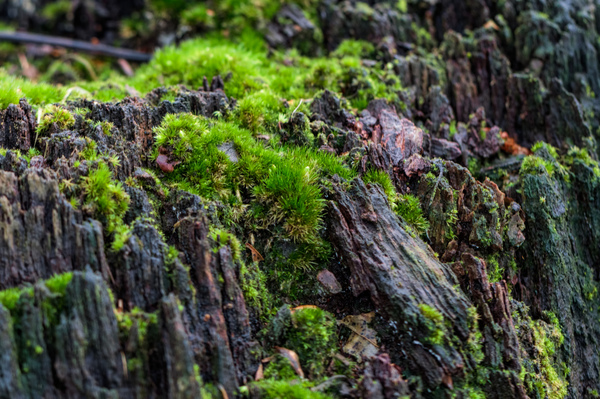 Moss and wood closeup