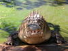 crocodile d'eau salée
