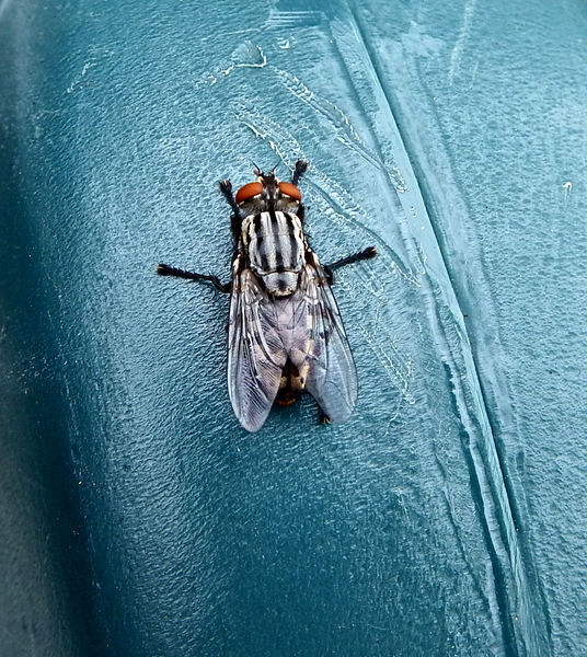 striped hairy-legged fly