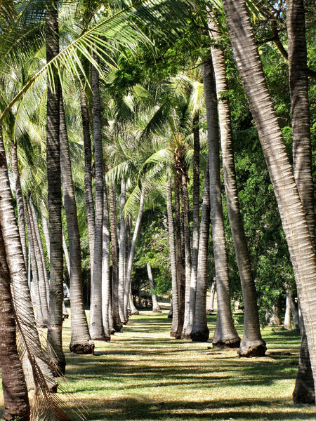 palm tree avenue2