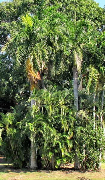 palm tree grove1