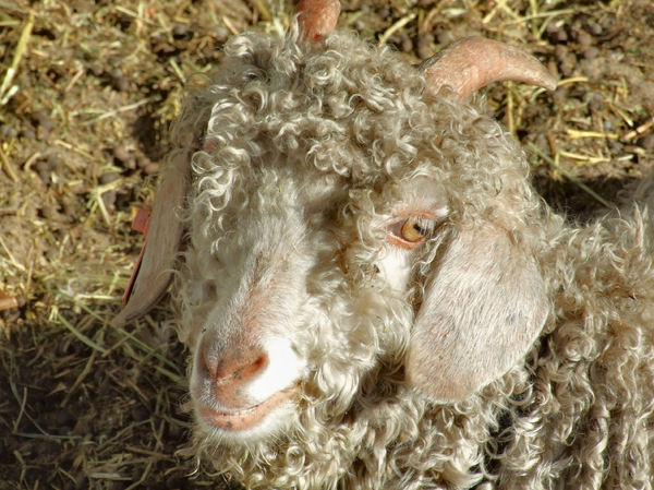 resting curly angora goat1b