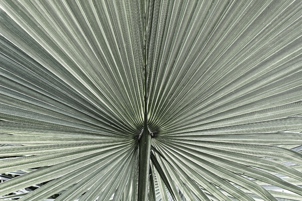Umbrella palm leaf