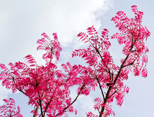 Pink leaves: Pink spring leaves of a Toona tree.