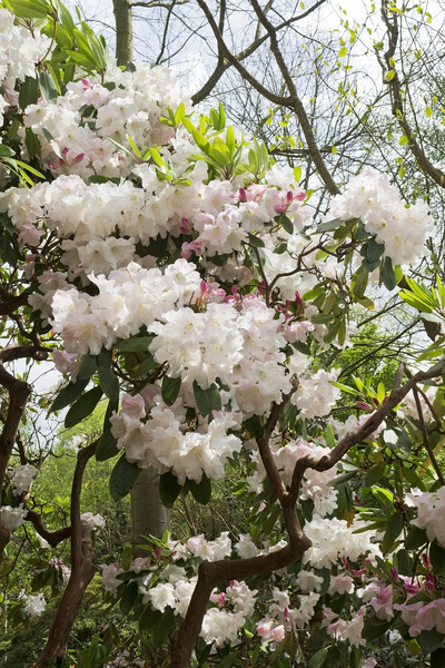 Rhododendrons in flower