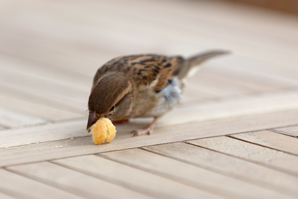 Small bird eating bread