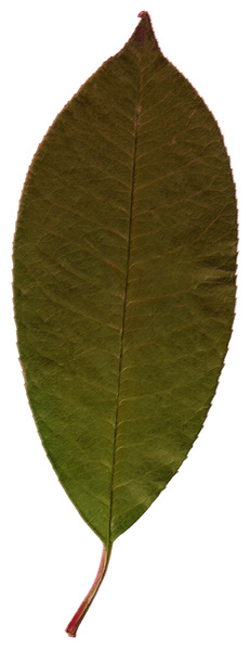 Pastel Leaf 4