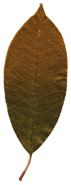 Pastel Leaf 2