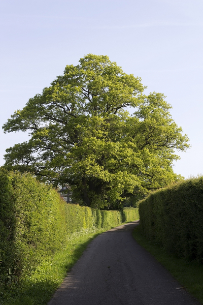 Rural lane with hedges