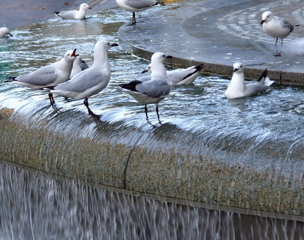 fountain gulls1