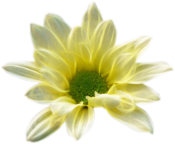 Fractal Flower 2: A beautiful yellow fractal flower with a white  background. You may prefer:  http://www.rgbstock.com/photo/oCOyWIK/Fractal+Daisy  or:  http://www.rgbstock.com/photo/mikJqII/Abstract+Rose+3  or:  http://www.rgbstock.com/photo/oyFvoQQ/Bauhinia+Fractal