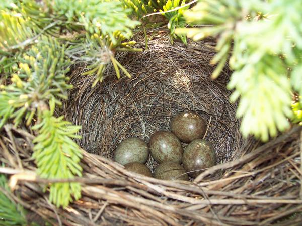 Eggs in Nest