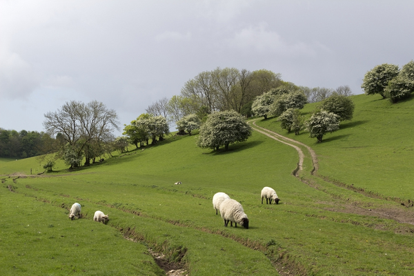 Sheep meadow