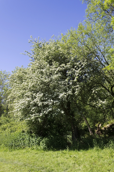 Flowering hawthorn tree