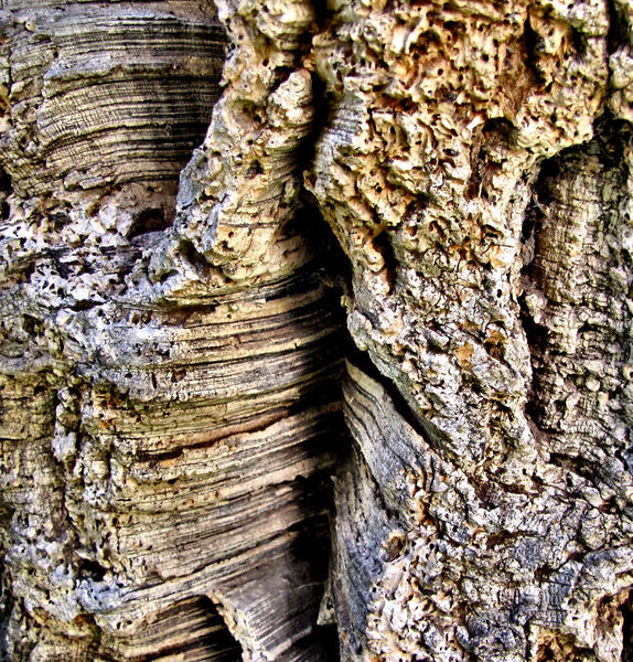 cork tree bark textures
