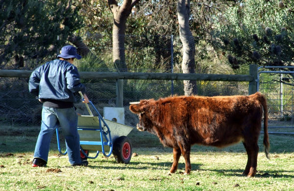 cow & wheelbarrow conflict3