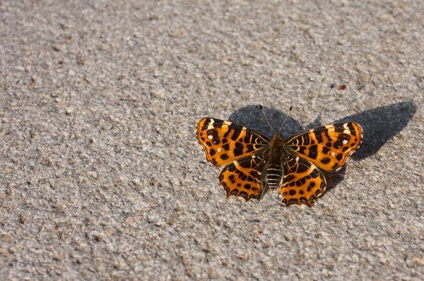 Butterfly (Small Tortoiseshell
