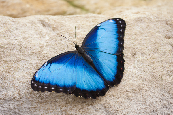 Blue butterfly: A butterfly (Morpho peleides) on a rock
