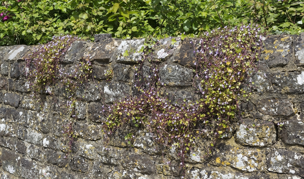Flowers on old wall