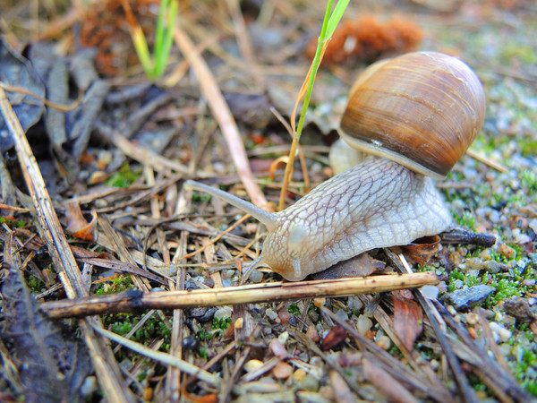 snail 4