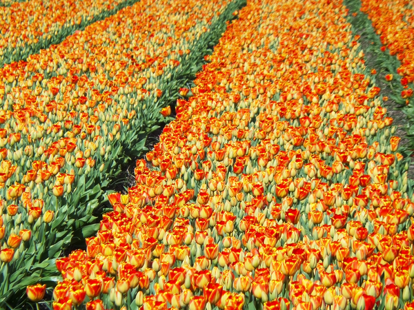 Tulip fields