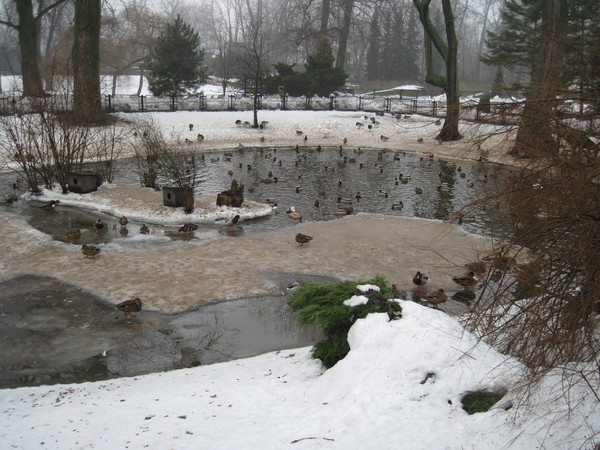 Duck pond in winter