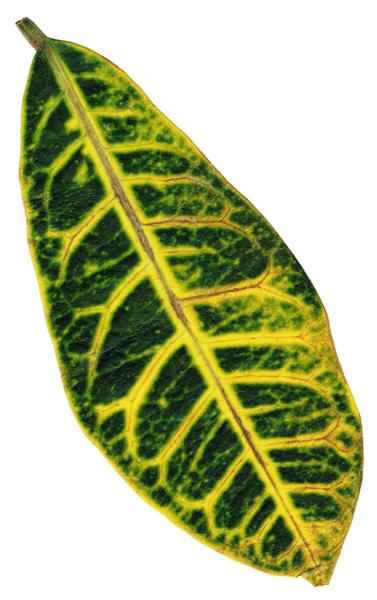 Croton Leaf
