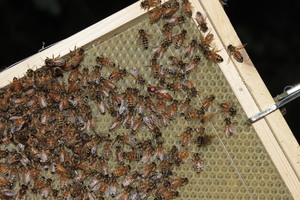 Honey Bees: Honey Bee comb