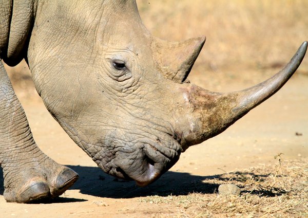 White Rhino (Rhinoceros) 1