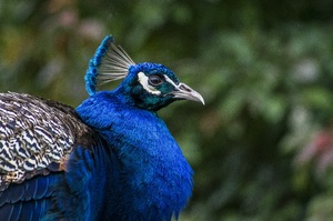 peacock: peacock