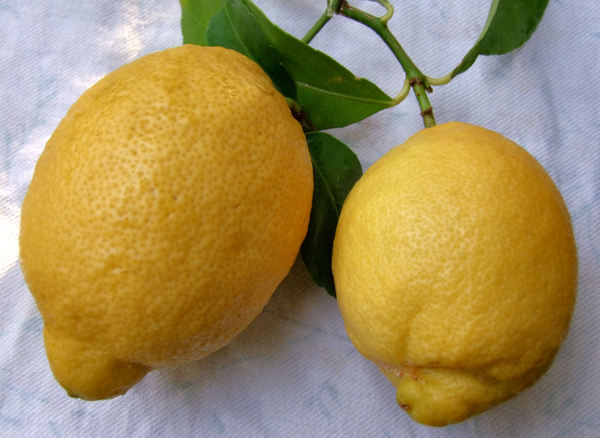 juicy lemons1