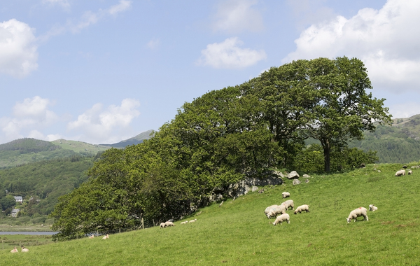 Wales meadow