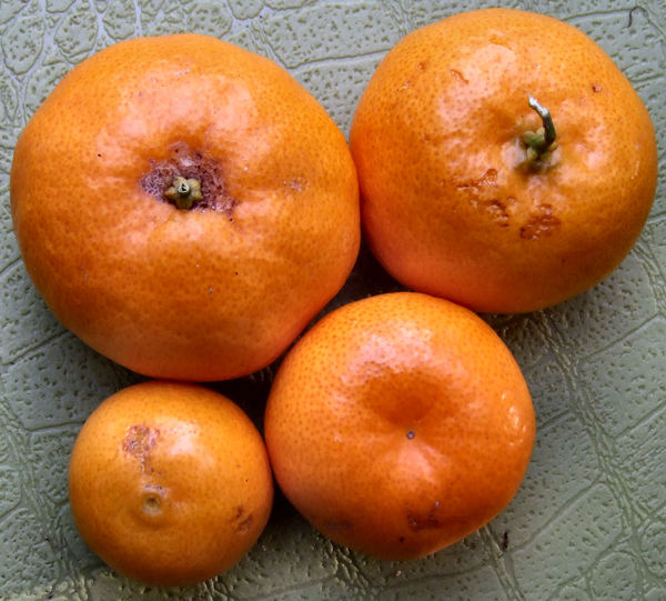 tasty mandarins1
