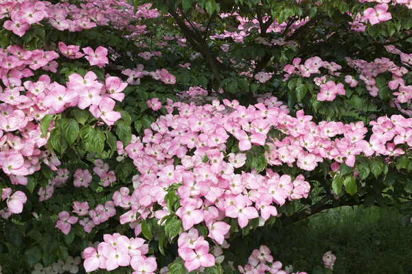 Pink dogwood flowers