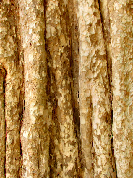 cambodian tree bark3
