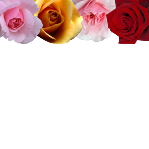 rose bloemen