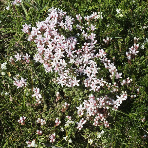 Stonecrop flowers